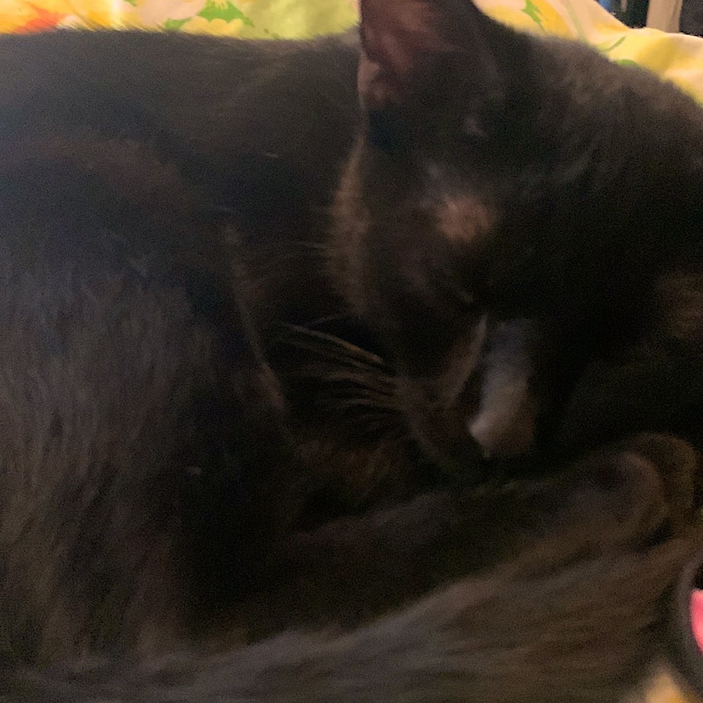 Meet your Posher, Mickie